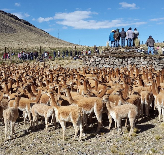 Pampas Galeras Reserve, Ayacucho Region, Peru